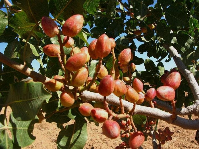 Fruto de pistacho. Variedad Kerman (2)